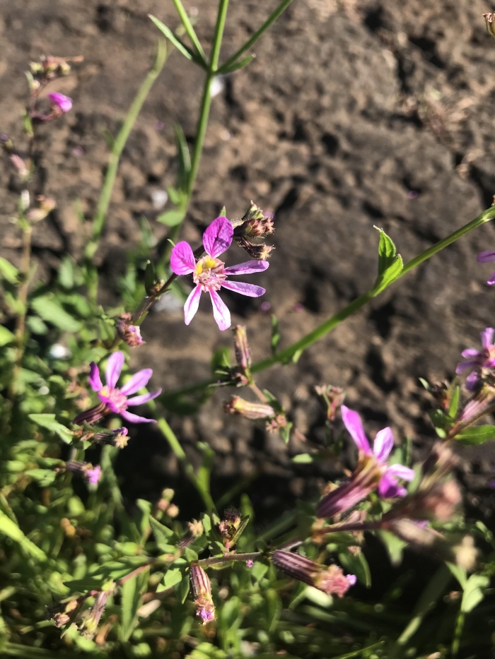 Cuphea glutinosa