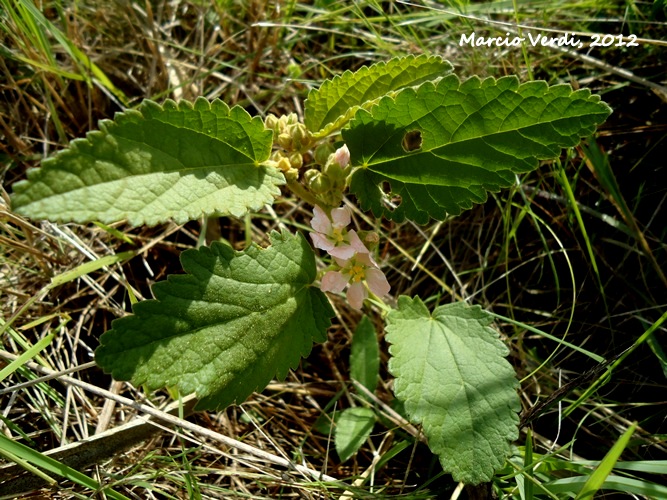 Krapovickasia urticifolia