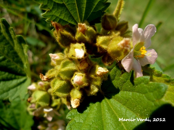 Krapovickasia urticifolia