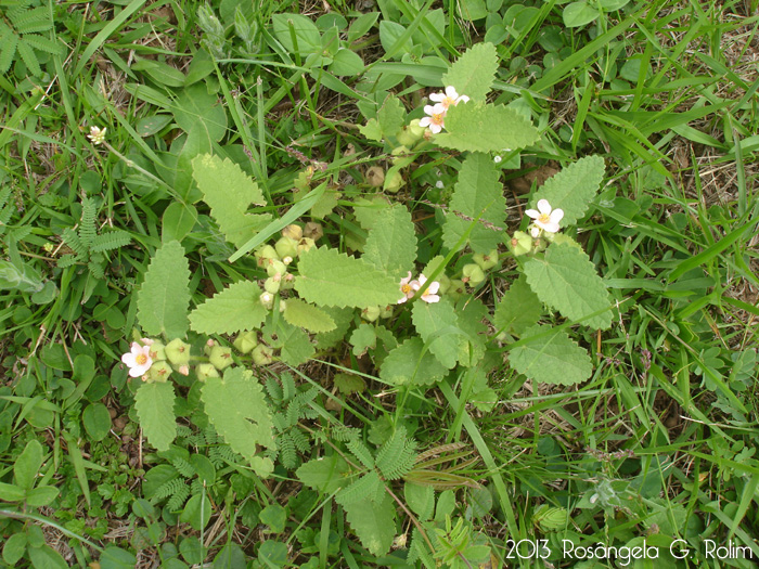 Krapovickasia urticifolia