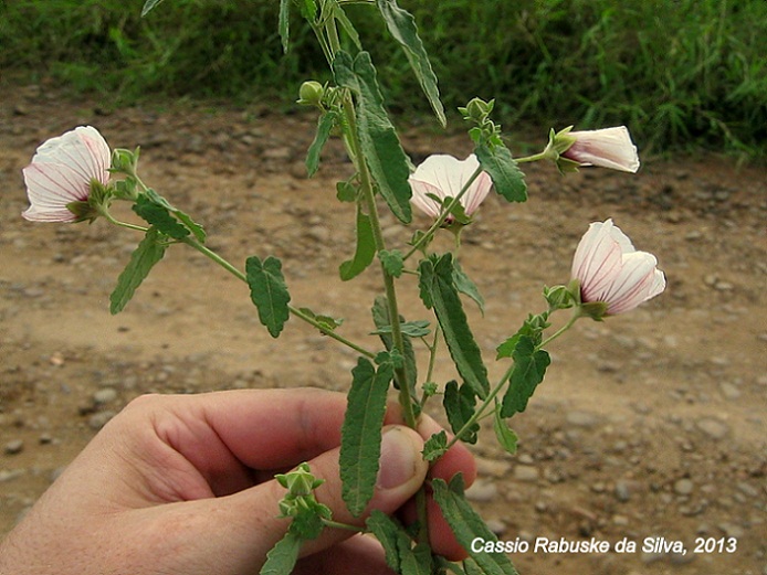 Pavonia hastata