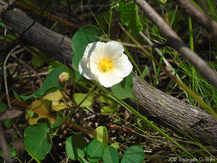 Wissadula glechomifolia