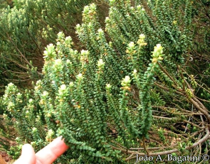 Baccharis uncinella