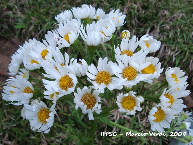 Senecio bonariensis