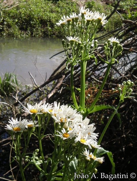 Senecio bonariensis