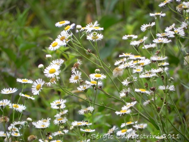 Senecio bonariensis
