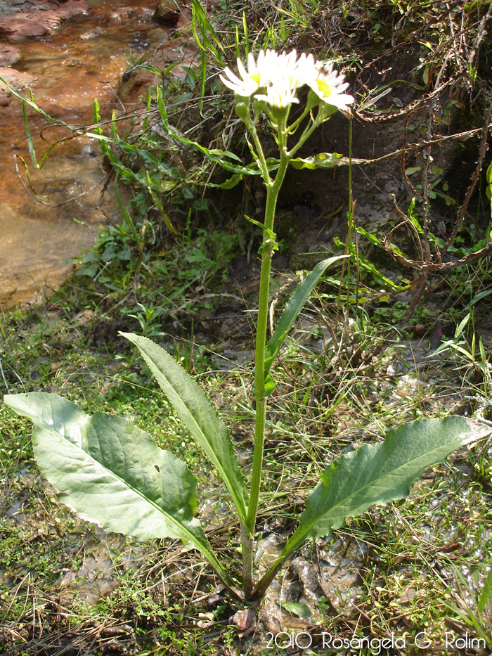 Senecio bonariensis