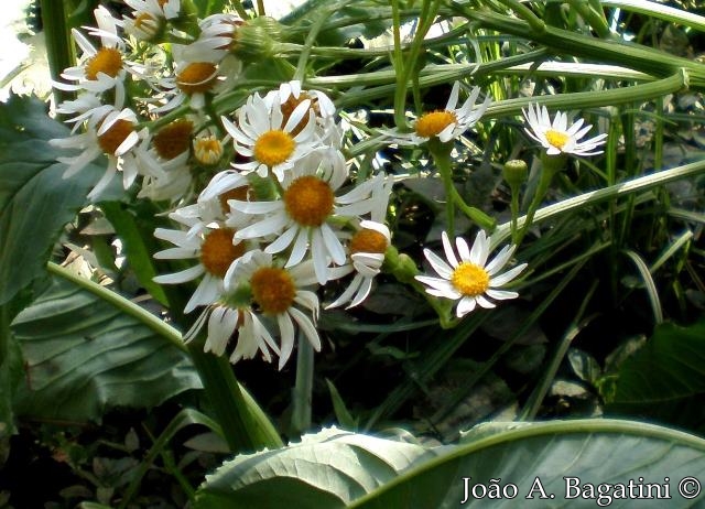Senecio bonariensis