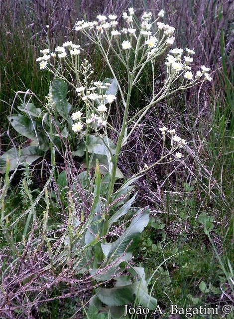 Senecio bonariensis