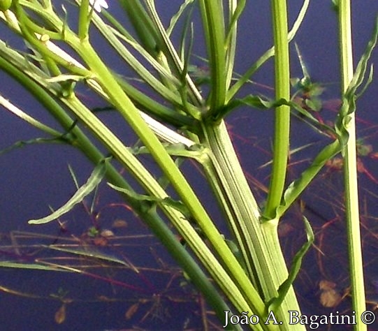 Senecio bonariensis