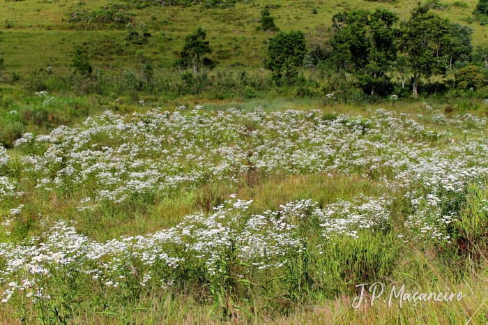 Senecio bonariensis