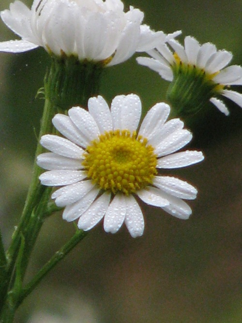 Senecio bonariensis