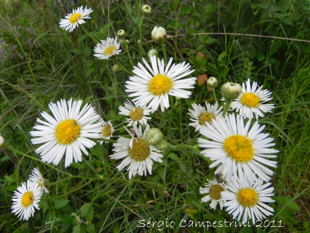 Senecio bonariensis