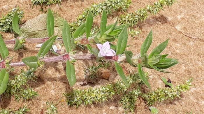 Diodella apiculata