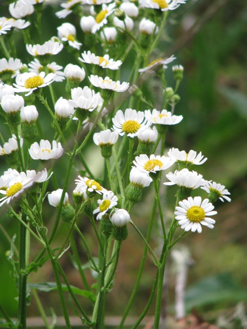 Senecio bonariensis