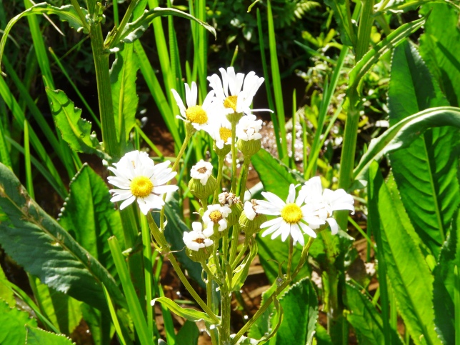 Senecio bonariensis