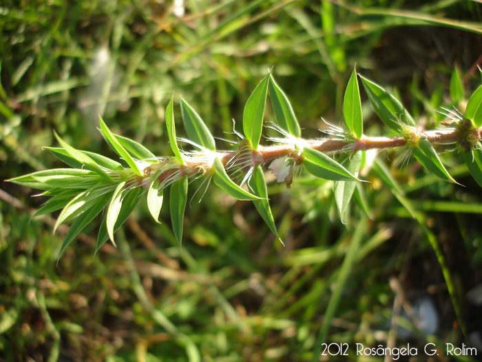 Diodella apiculata