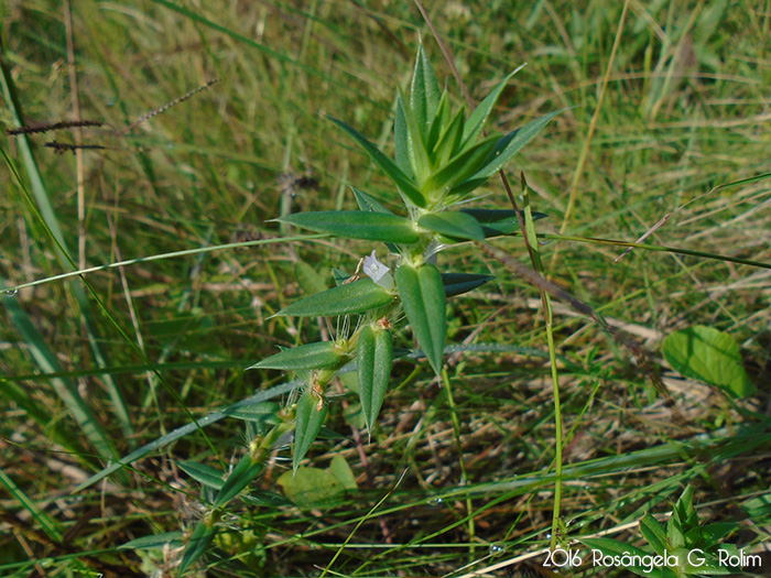 Diodella apiculata