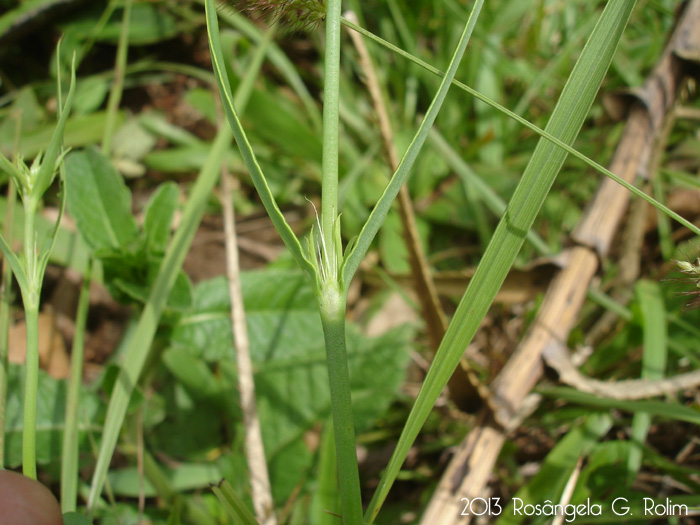 Galianthe fastigiata