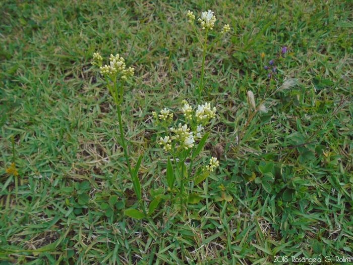 Galianthe fastigiata