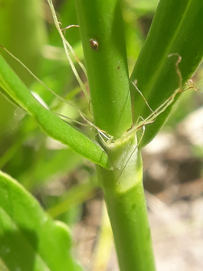 Galianthe fastigiata