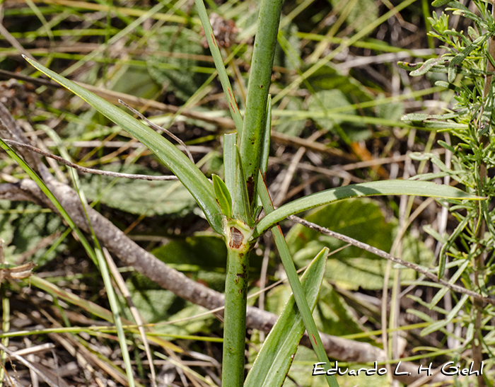 Galianthe fastigiata