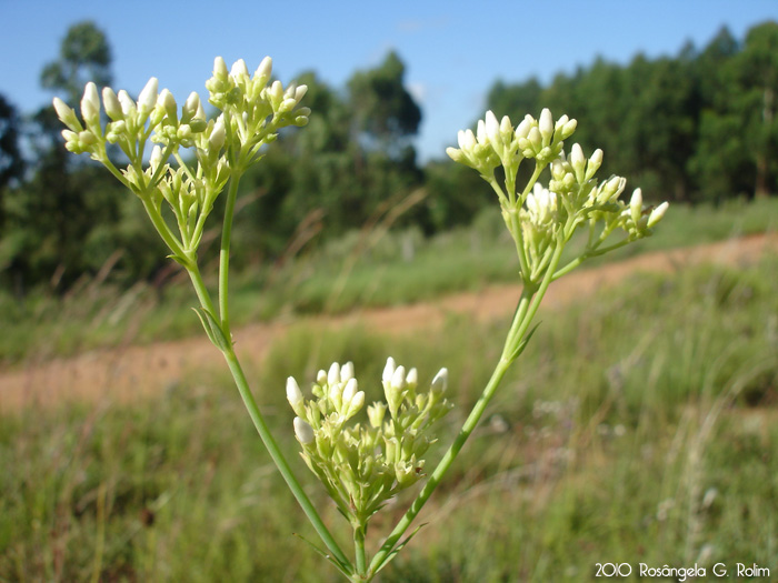 Galianthe fastigiata