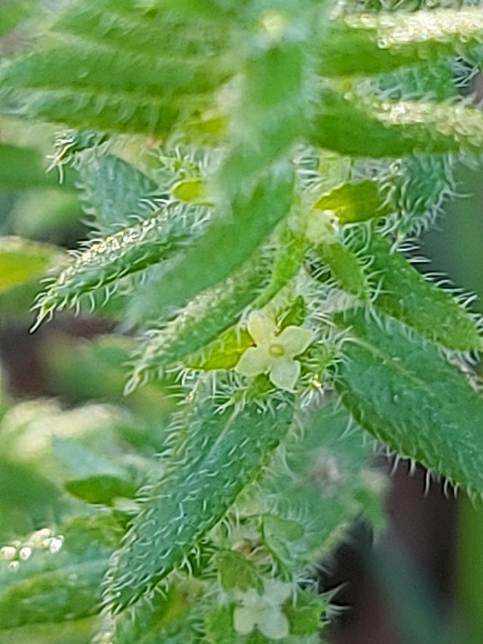 Galium hirtum