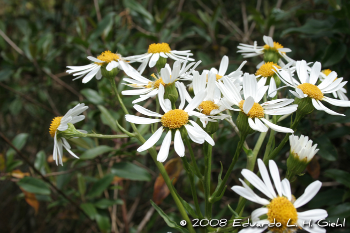 Senecio bonariensis