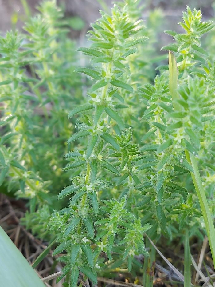 Galium hirtum