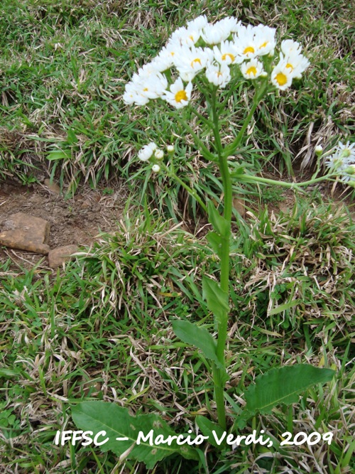 Senecio bonariensis