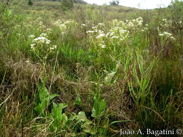 Senecio bonariensis