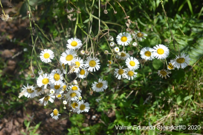 Senecio bonariensis