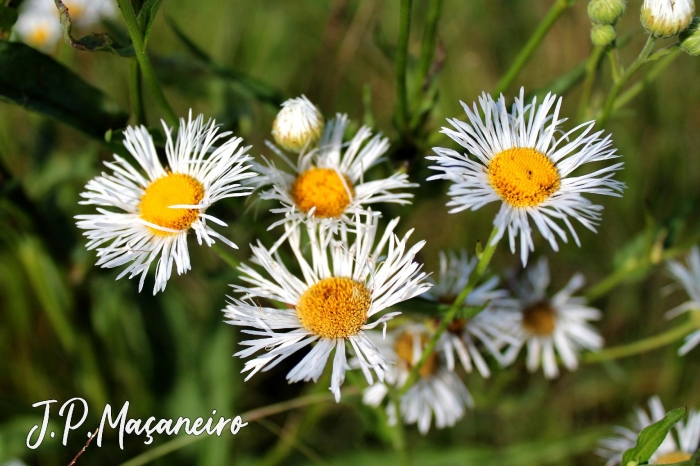 Senecio bonariensis