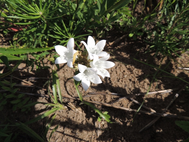 Richardia grandiflora