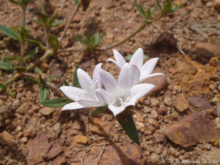 Richardia grandiflora