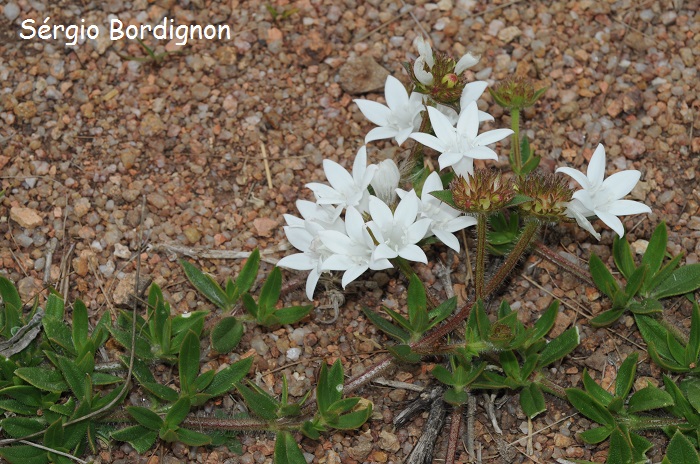 Richardia grandiflora