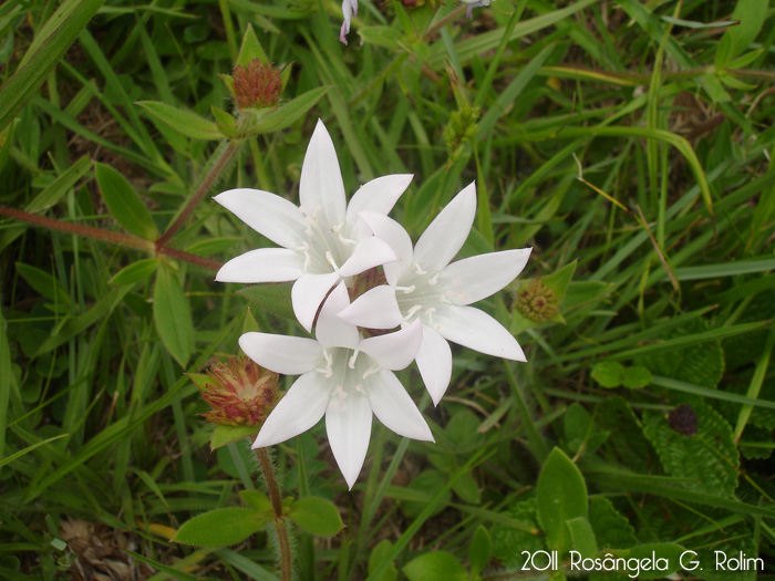 Richardia grandiflora