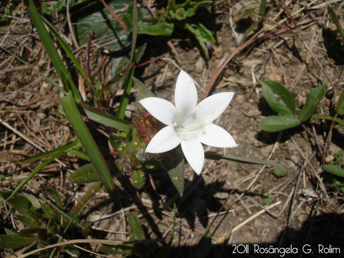 Richardia grandiflora