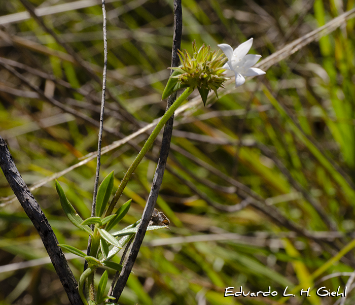 Richardia grandiflora
