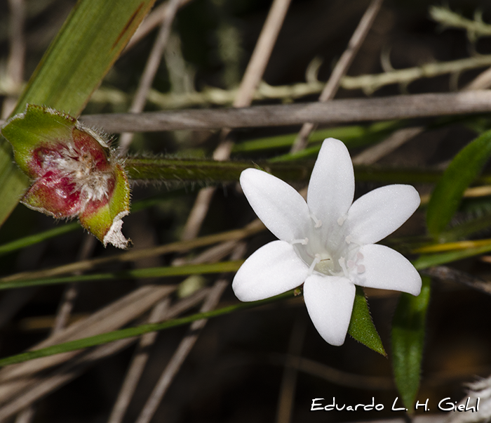 Richardia grandiflora