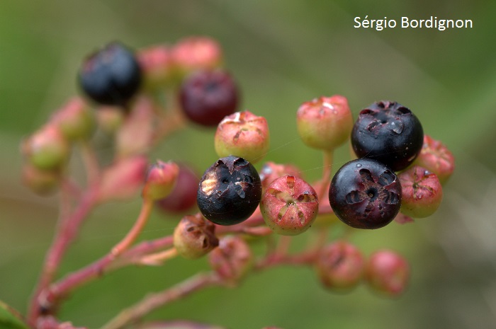 Gaylussacia brasiliensis