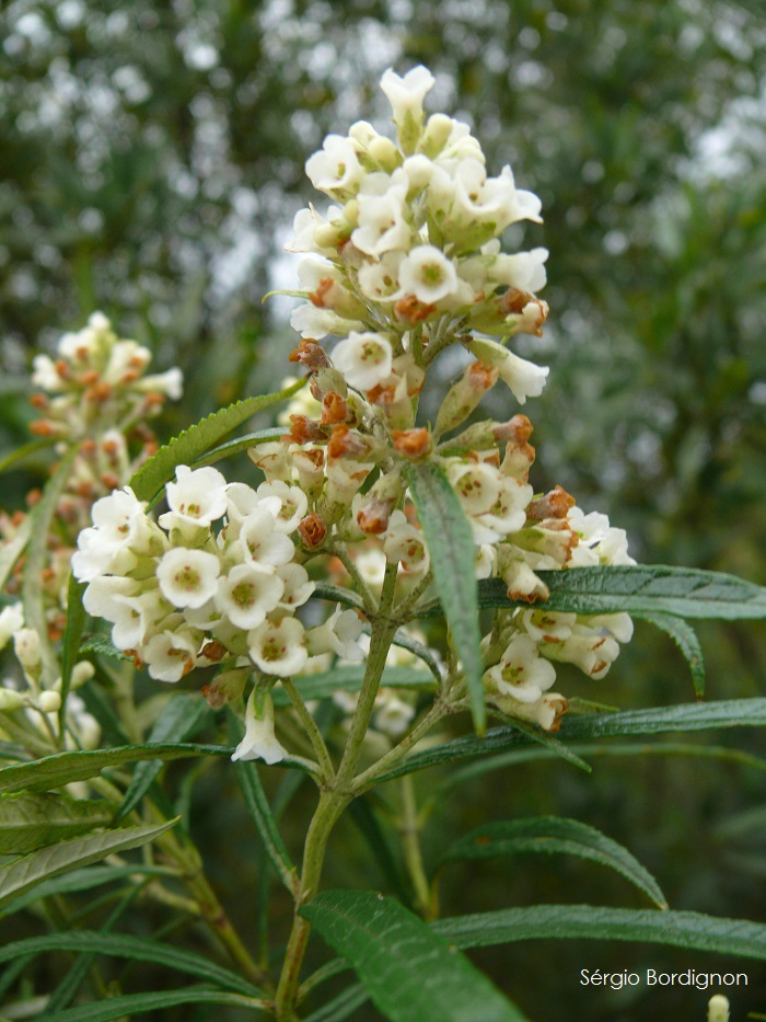 Buddleja thyrsoides