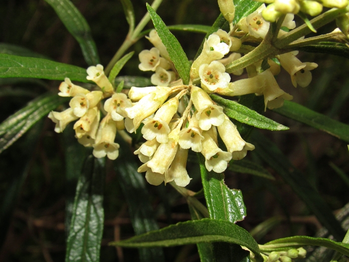 Buddleja thyrsoides