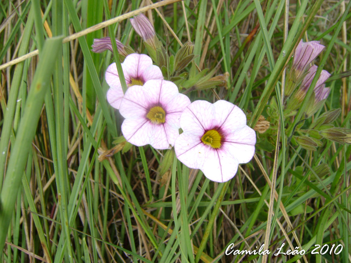 Calibrachoa ovalifolia