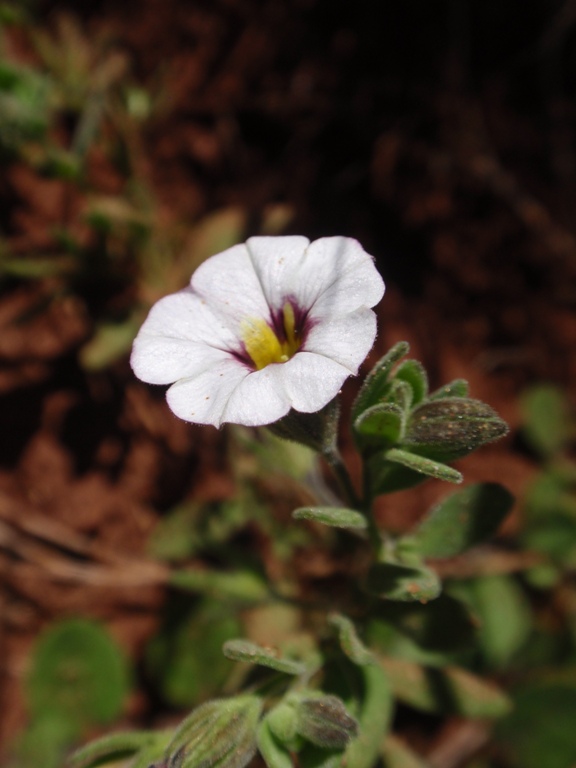 Calibrachoa ovalifolia