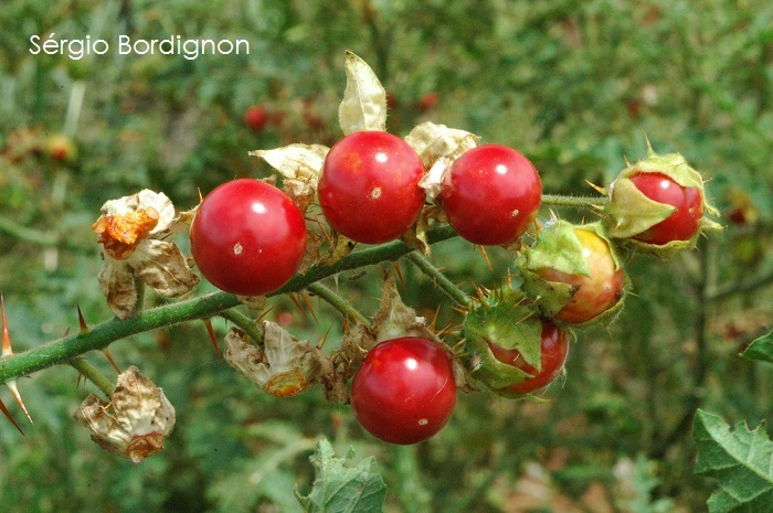 Solanum sisymbriifolium