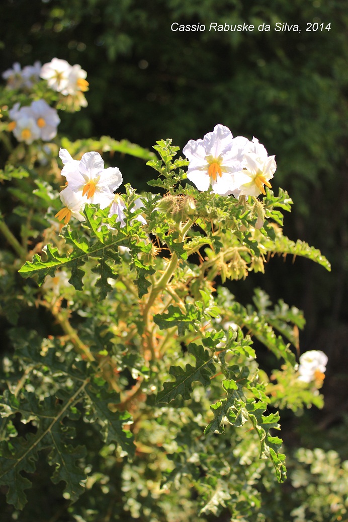 Solanum sisymbriifolium