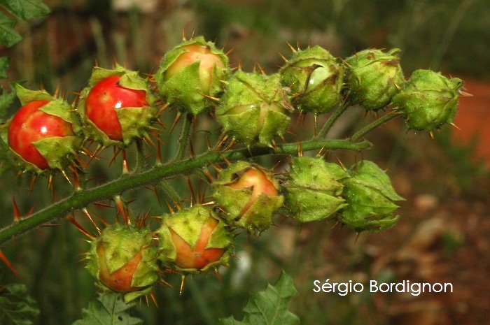 Solanum sisymbriifolium