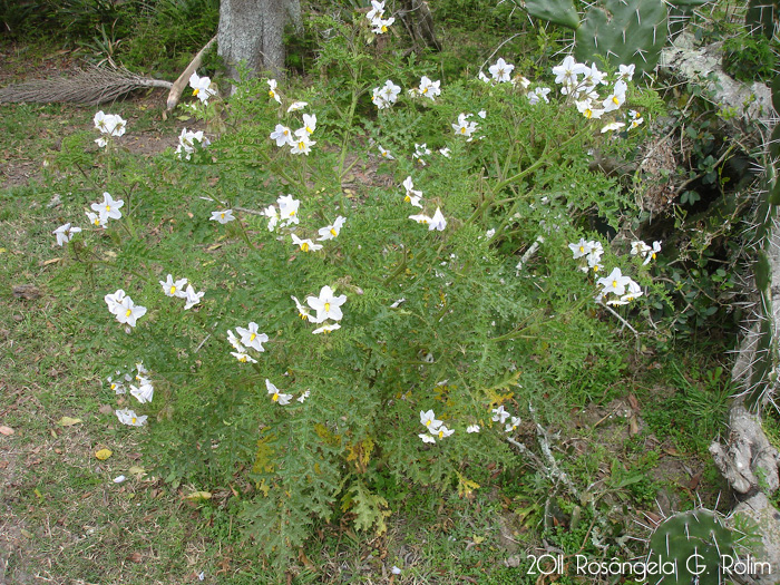 Solanum sisymbriifolium